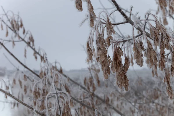 Frost Grenar Ryska Provinsiella Naturliga Landskapet Dystra Vädret Selektivt Fokus — Stockfoto