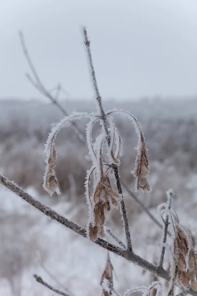 분기에 로스트입니다 우울한 날씨에 러시아 풍경입니다 선택적 초점입니다 필드의 — 스톡 사진