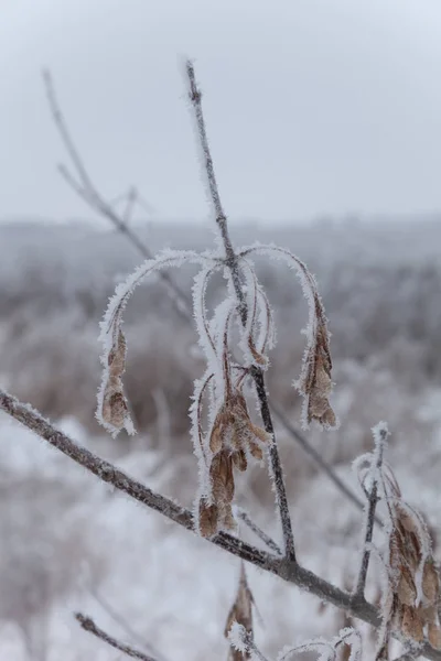 Frost Üzerinde Bir Dal Rus Doğal Peyzaj Kasvetli Hava Seçici — Stok fotoğraf