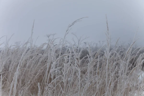 草に霜 憂鬱な天気のロシア地方の自然の景観 — ストック写真