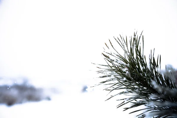 Frost Auf Einem Tannenzweig Selektiver Fokus Geringe Schärfentiefe Neujahr Und — Stockfoto