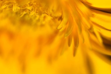 Çiçek closeup doğal arka plan için. Seçici odak.