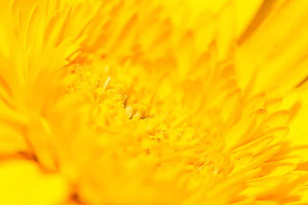 Blume Nahaufnahme Für Natürlichen Hintergrund Selektiver Fokus — Stockfoto