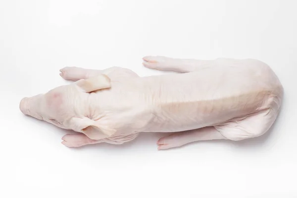 Raw Suckling Pig Light Background — Stock Photo, Image