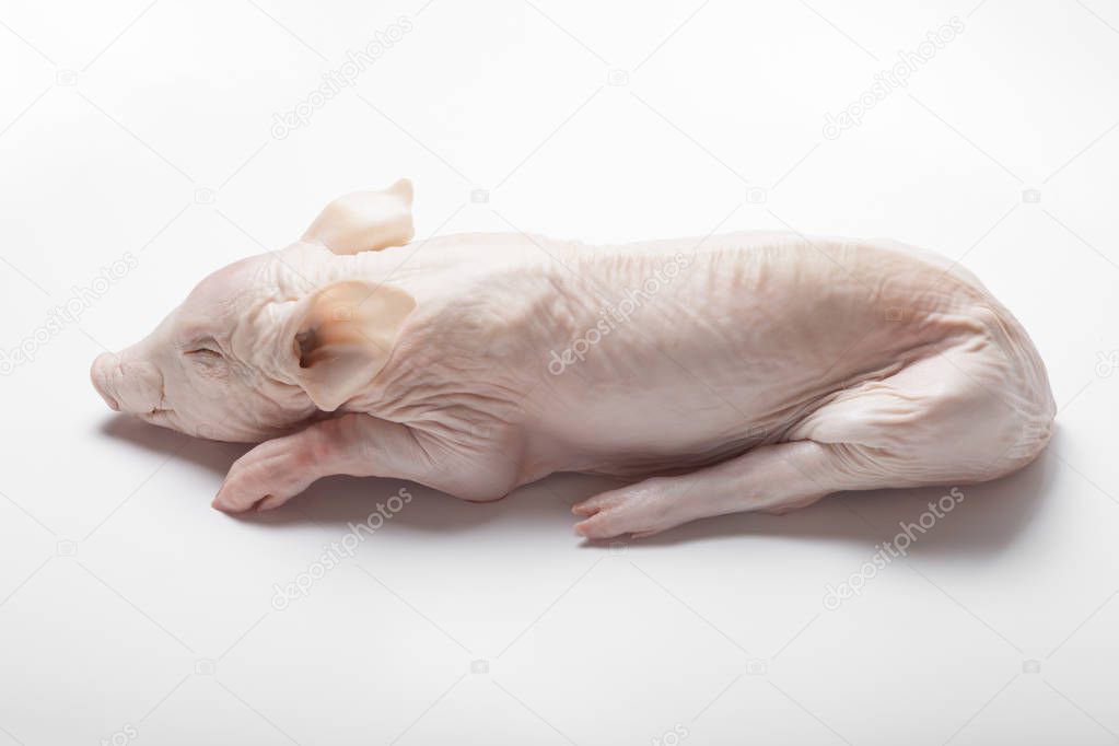 Raw suckling pig on a light background.