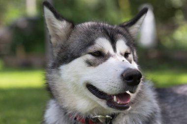 Köpek doğurmak alaskan malamute bir bahçede oynuyor. Seçici odak.