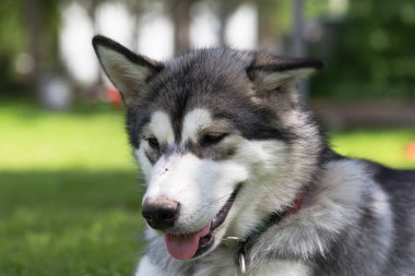 Köpek doğurmak alaskan malamute bir bahçede oynuyor. Seçici odak.