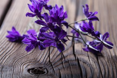 Mavi çiçekler eski bir gemide yalan.