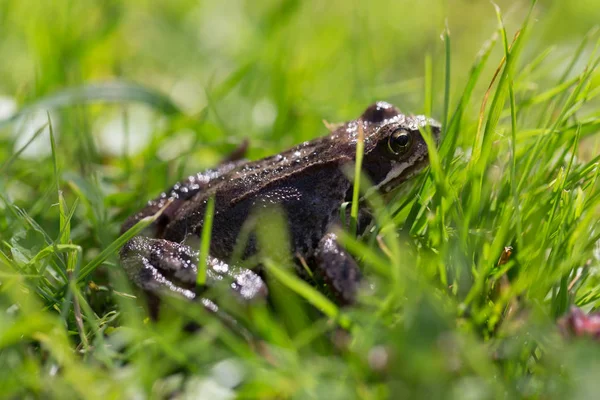 Frosch Auf Einer Wiese Einem Garten Geringe Schärfentiefe Selektiver Fokus — Stockfoto