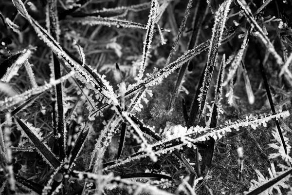 Мороз Траве Холодной Земле Первые Лёгкие Морозы Мелкая Глубина Резкости — стоковое фото