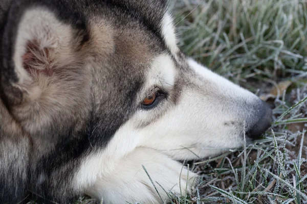 Köpek Doğurmak Alaskan Malamute Bir Bahçede Oynuyor Seçici Odak — Stok fotoğraf