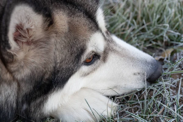 Hunderasse Alaskan Malamute Spielt Einem Garten Selektiver Fokus — Stockfoto