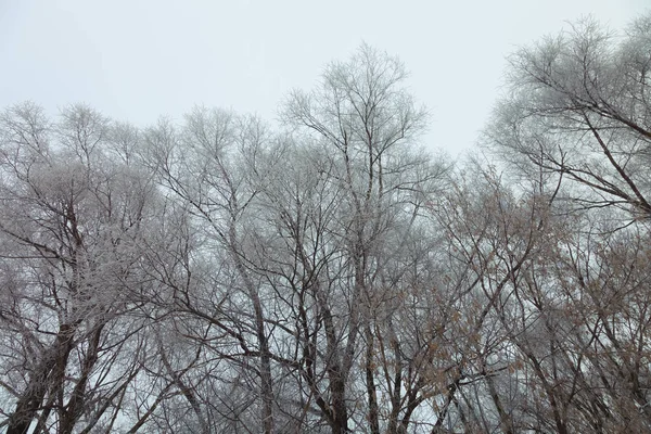 Ağaçlar Gökyüzü Arka Plan Üzerinde Siyah Kocakarılar Rus Doğal Peyzaj — Stok fotoğraf