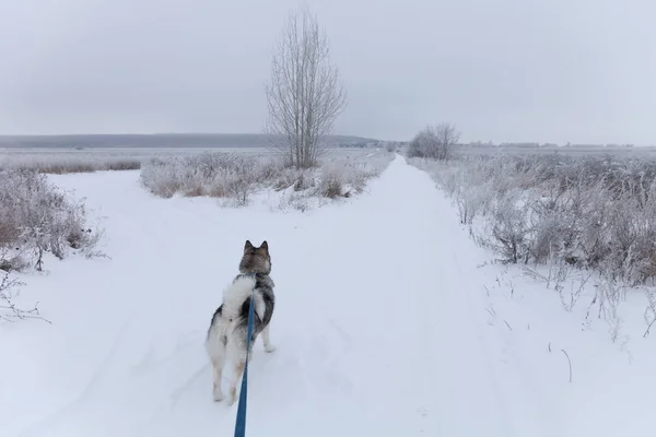 Hondenras Alaskan Malamute Lopen Besneeuwde Weg — Stockfoto