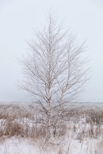 Gyönyörű Téli Táj Orosz Tartományban — Stock Fotó