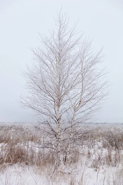 Beau Paysage Hiver Dans Province Russe — Photo