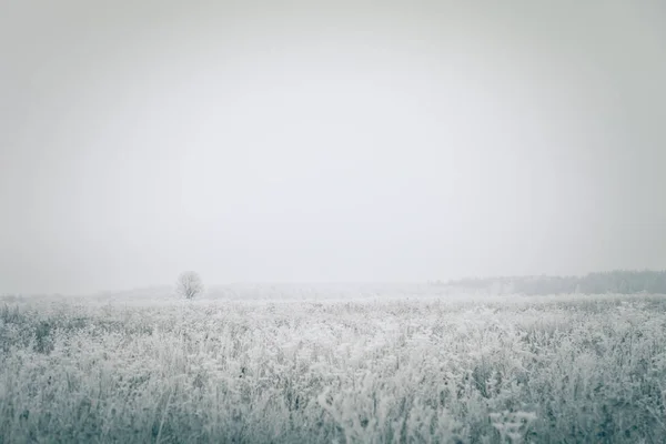 Мороз Траве Российский Провинциальный Природный Ландшафт Мрачную Погоду Toned — стоковое фото