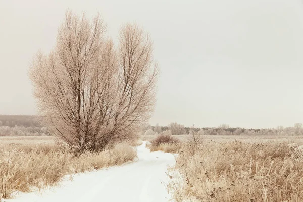 Prachtige Winterlandschap Russische Provincie Toned — Stockfoto