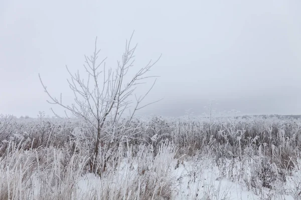 Vorst Een Gras Russische Provinciale Natuurlijke Landschap Bij Somber Weer — Stockfoto