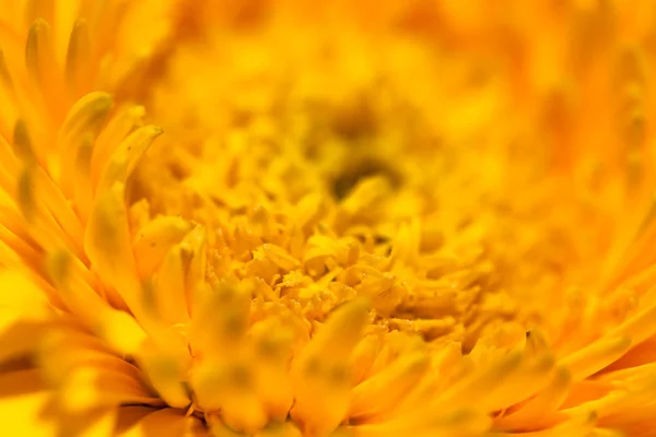 Flower Closeup Natural Background Selective Focus — Stock Photo, Image