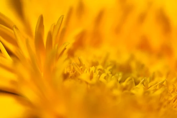 花卉特写镜头的自然背景 选择性对焦 — 图库照片