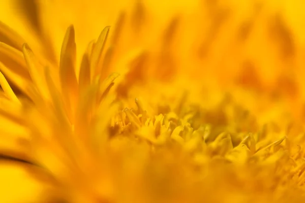 Flower Closeup Natural Background Selective Focus — Stock Photo, Image