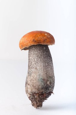 Yabani mantar beyaz arka plan üzerinde izole sonbaharda hasat.