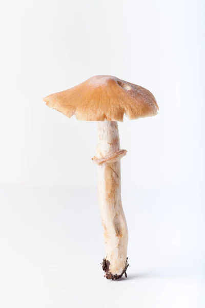 Vendemmia Autunnale Funghi Selvatici Isolati Sullo Sfondo Bianco — Foto Stock