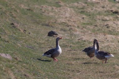 İzlanda'nın sarı sonbahar manzarasında kümes hayvanları