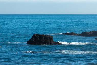 Ortak eider (Somateria mollissima) - deniz yüzeyinde kuş. 