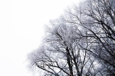 Gökyüzü arka planındaki siyah ağaç kocakarıları. Rus il na