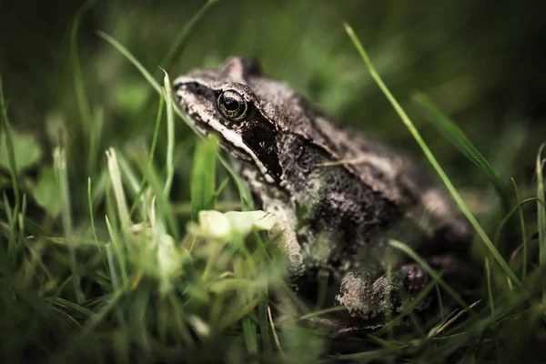 Žabák na trávě v zahradě. Mělká Hloubka pole. Selektivní f — Stock fotografie