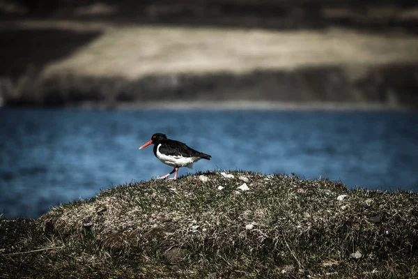 牡蛎捕手（海马托普乌斯奥斯特拉格鲁斯） - 鸟在草地上由 — 图库照片