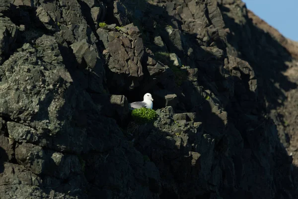 Оселедець чайок (Larus аргентинця)-птах на скелі. Ісландія. Sel — стокове фото