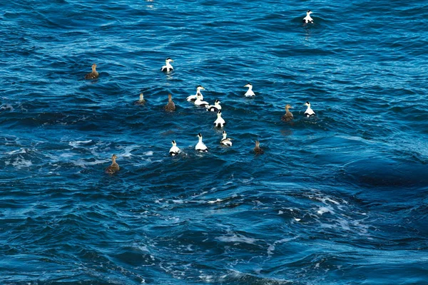 Common eider (Somateria mollissima)  - bird on surface the sea. — Stock Photo, Image