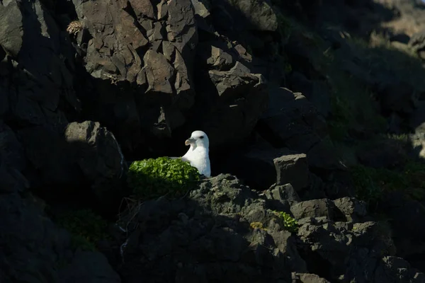 Ringa martıları (Larus argentatus) - bir kaya üzerinde kuş. İzlanda. Sel — Stok fotoğraf