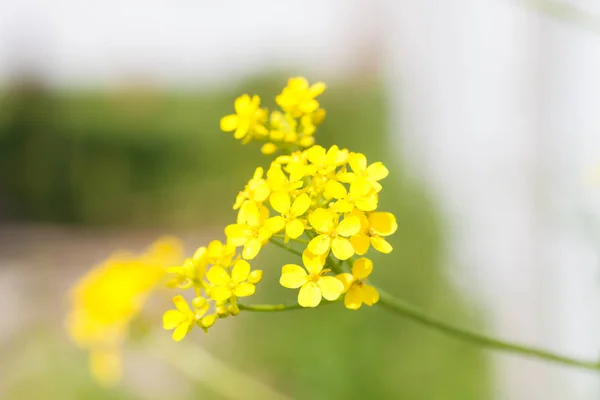 Enfoque suave primer plano de flores amarillas —  Fotos de Stock