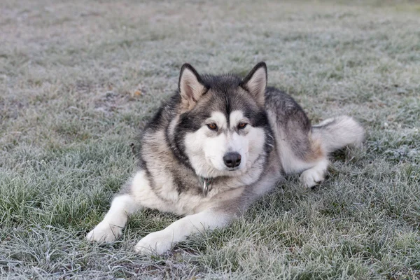 Hunderasse alaskan malamute spielt in einem Garten. Selektiver Fokus — Stockfoto