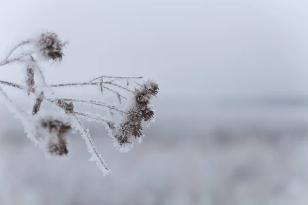 Vorst op een gras. Russisch provinciaal natuur landschap in sombere — Stockfoto