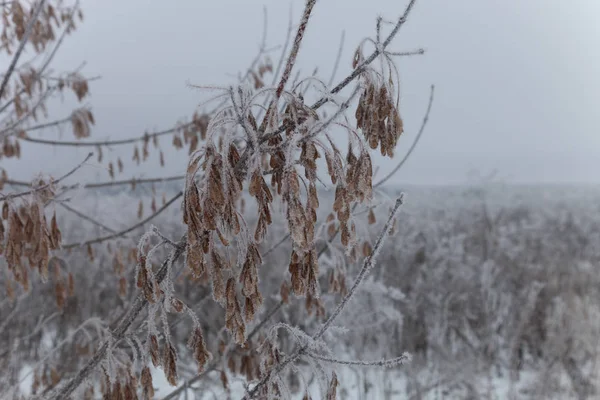 Frost på en förgrena sig. Ryska provinsens naturlandskap i Glo — Stockfoto