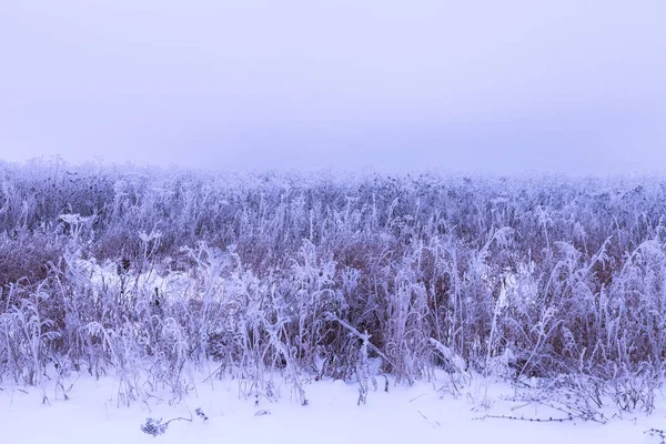Frost na trawie. Rosyjski prowincjonalny krajobraz naturalny w ponury — Zdjęcie stockowe
