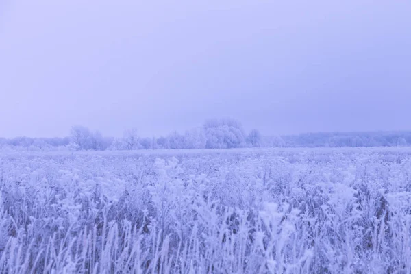 Geada em uma grama. Paisagem natural provincial russa em sombrio — Fotografia de Stock