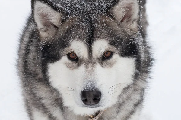 Pies rasy Alaskan Malamute na śniegu — Zdjęcie stockowe