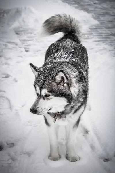 Pies rasy Alaskan Malamute na śniegu. Stonowanych — Zdjęcie stockowe