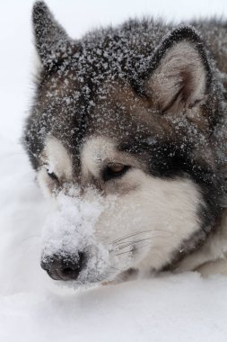 Köpek ırkı Alaskan Malamute bir kar üzerinde