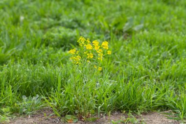 Çimenlerin üzerinde çiçekler ve çiy. Bahçede bahar. Seçim fo