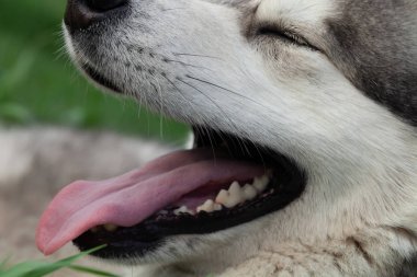 Alaskan Malamute cins köpek yakın. Seçim odak. Sığ de