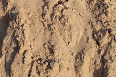 Sahilde kum. Doğal arka plan. Closeup