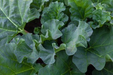 Rhubarb bahçede yetişir. İlk bahar hasadı.