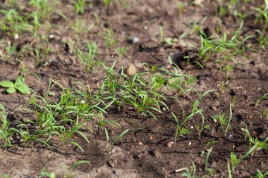 Dereotu bahçedeki bahçede yetişir. İlk bahar hasadı. Se